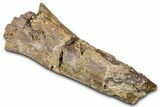 Fossil Dinosaur Appendage Bone Section - Wyoming #371513-2
